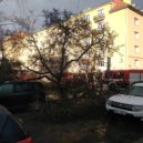 Pád stromu v ulici Na Dlouhém Lánu - Spadlý strom3