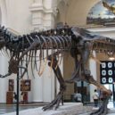 Ještěři - Tyrannosaurus
