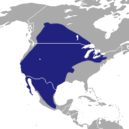 Jezevec - Výskyt jezevce v USA