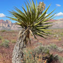 Organismy z doby mamutů - Yucca schidigera