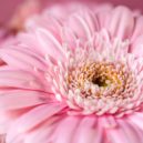 Proč muži nenávidí růžovou - růžová květina gerbera armennano z Pixabay gerbera-4712871