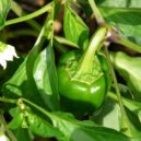 Domácí papriky - paprika