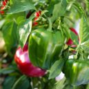 Domácí papriky - paprika