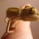 Lidské oko - chameleon