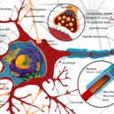 Lékař Marshall Hall - neuron