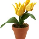 Jarní cibuloviny - tulipán, cibuloviny