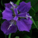 Kouzelné kosatce - kosatec iris