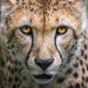 Puma – stříbrný, horský, americký lev - gepard