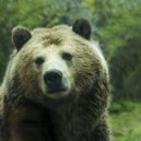 Puma – stříbrný, horský, americký lev - grizzly medved