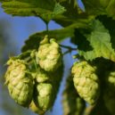 Podej mi pivo - Chmel