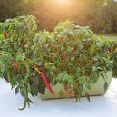 Domácí papriky - papričky chilli