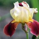 Kouzelné kosatce - kosatec iris
