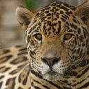 Puma – stříbrný, horský, americký lev - jaguar