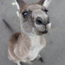 Koala - klokan