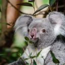 Koala - koala