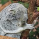 Koala - koala