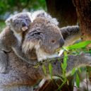 Koala - koala