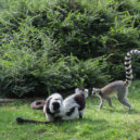 Opylovači - Lemur Vari