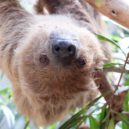 Koala - lenochod
