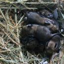 Osmák degu - Osmák degu