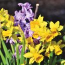Jarní cibuloviny - Hyacint narcis cibuloviny