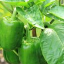 Domácí papriky - paprika