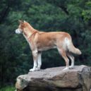 kunovec severní - dingo