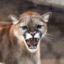 Puma – stříbrný, horský, americký lev - puma