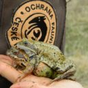 Dobrovolníci zachrání tisíce obojživelníků - ochrana fauny, příroda