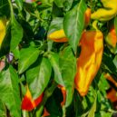 Domácí papriky - paprika