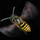 Zlatěnky - vosa
