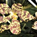 Krásky ze skleníku - 0 orchidej Gramatophyllum_spectabile_1