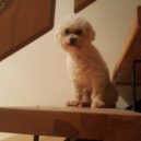 Bichon Frisé – veselý parťák pro život - Bichon Frisé