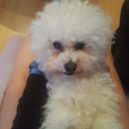 Bichon Frisé – veselý parťák pro život - Bichon Frisé