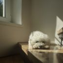 Bichon Frisé – veselý parťák pro život - Bichon Frisé
