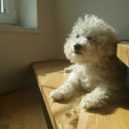 Bichon Frisé – veselý parťák pro život - Bichon Frisé