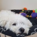 Bichon Frisé – veselý parťák pro život - Bichon Frisé