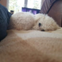 Bichon Frisé – veselý parťák pro život - Bichon Frisé