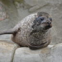 Ústecká zoo má nového tuleně - Robbie na suchu