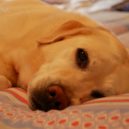 Staré ložní prádlo - labrador pes