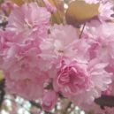 Velikonoční tradice u nás i v zahraničí - sakura