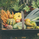 Retro rady hospodyňkám 26 - Wooden basket full of fresh, organic vegetables