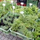 Farmářské trhy na pražské Kubáni - SEVER Na trzích je čerstvý vzduch, nemusí se větrat. Nechápu zákaz prodeje, říká farmář z obce Dřísy – foto AC 3