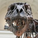 Ještěři - Tyrannosaurus