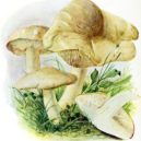Májovka – jarní pochoutka - Čirůvka májovka