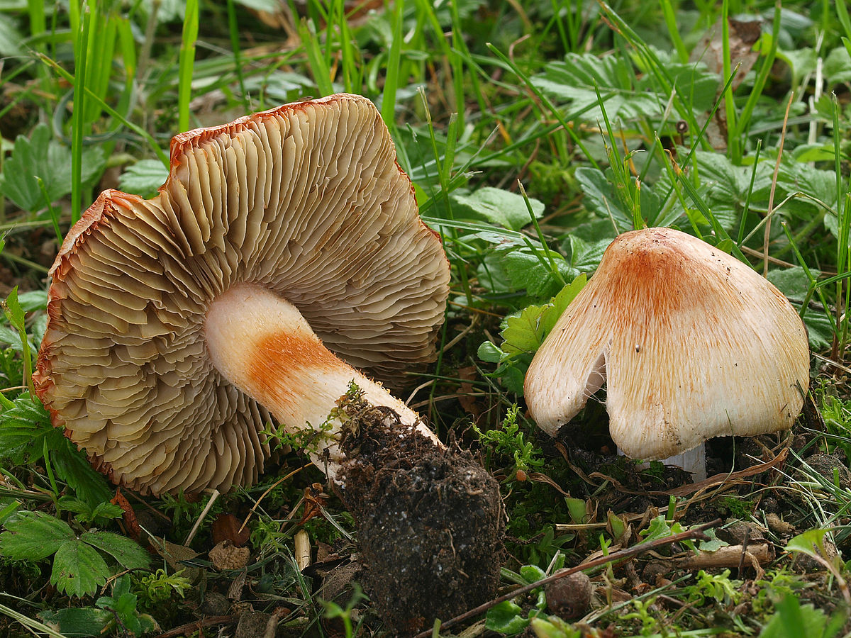 Obrázek #7 z 7