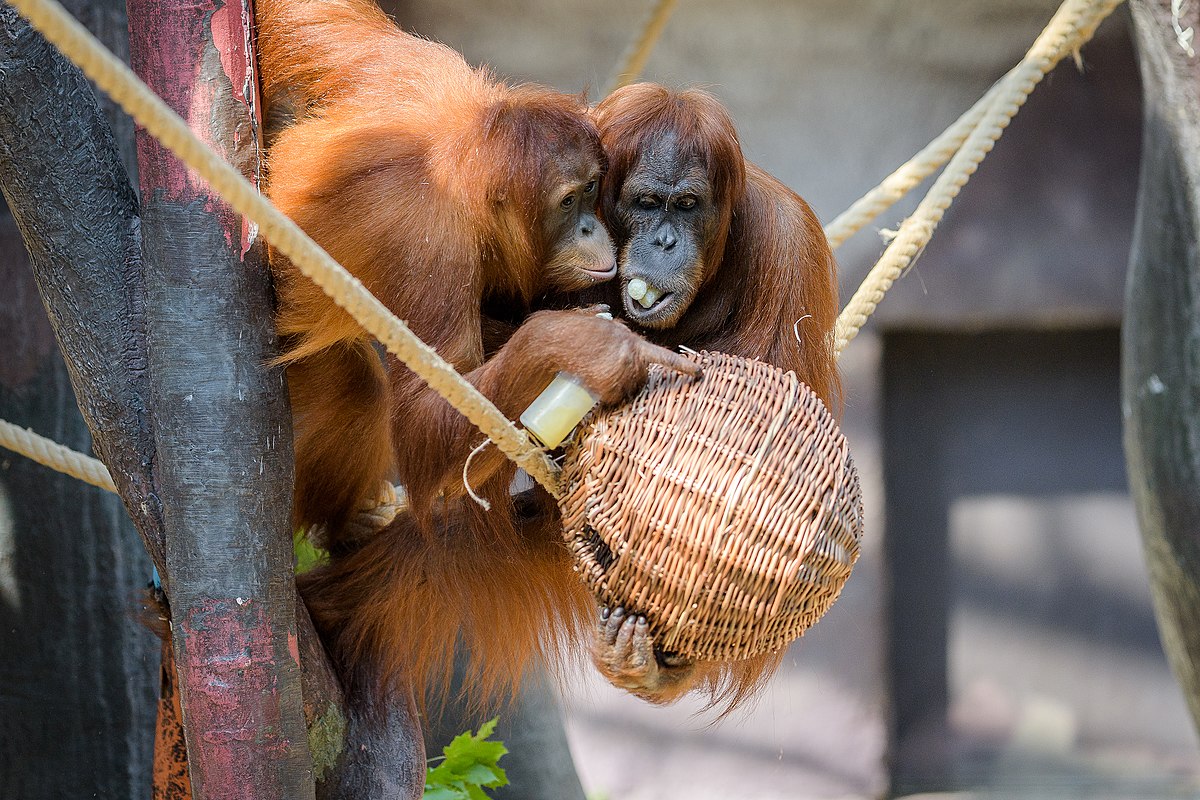 Ztráty se prohlubují. Pražskou zoo navštěvuje asi třetina obvyklého množství lidí
