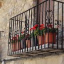 Letničky. Rozkvetlá okna a balkony - muskat