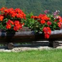 Letničky. Rozkvetlá okna a balkony - muskat