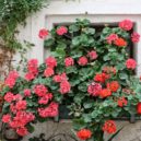 Letničky. Rozkvetlá okna a balkony - muskat